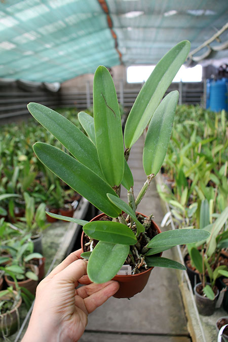 Cattleya maxima.jpg