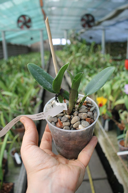 Cattleya loddigesii alba 'Z-492' x Brassavola glauca.jpg