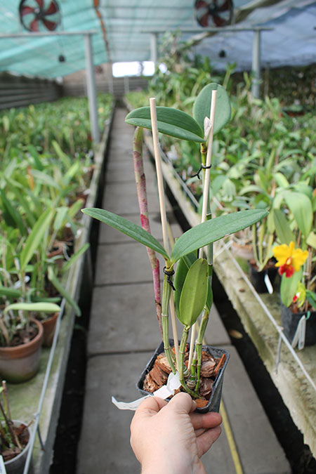 Cattleya schofieldiana 'Onca Pintada' (ES) x schofieldiana 'Caioaba' (ES).jpg