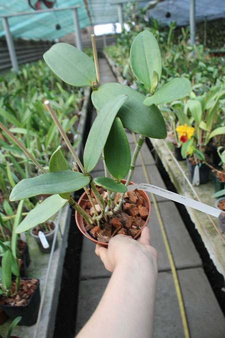 Cattleya leopoldii coerulea 'Baiana' x SELF.jpg