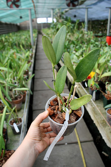 Cattleya leopoldii albina 'Dr Kley' x SELF.jpg