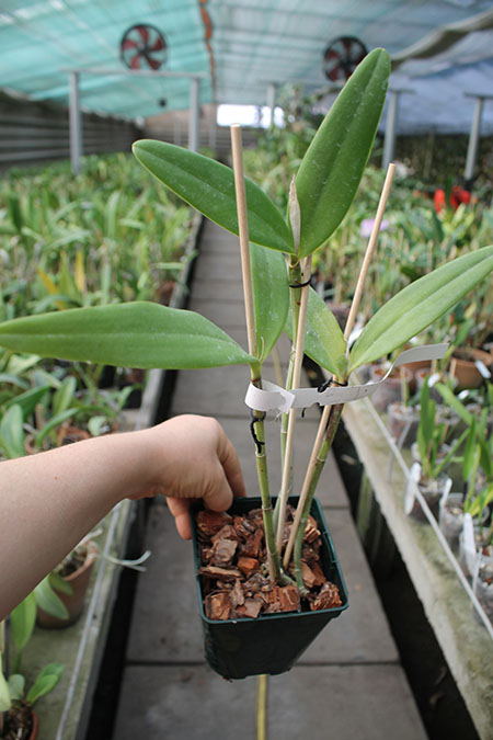 Cattleya bicolor tipo (do pinheiral) x bicolor 'Nilton'.jpg