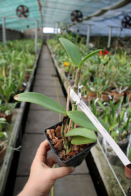 Cattleya bicolor tipo 'Nilton' x bicolor tipo 'Caliman'.jpg