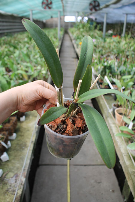 Cattleya lawrenceana flammea 'N1' x lawrenceana flammea 'N 2'.jpg
