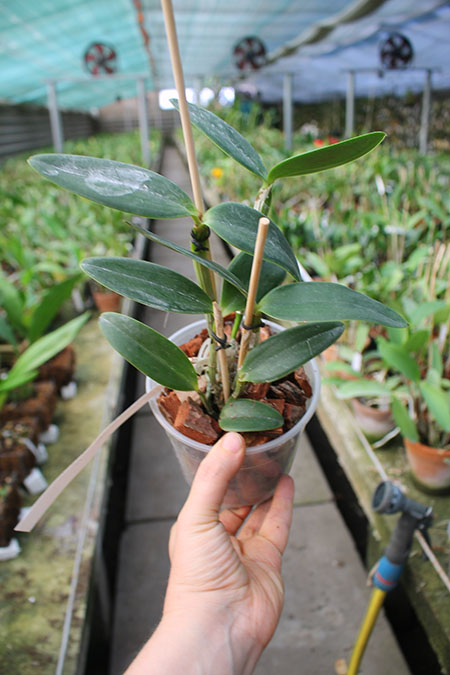 Cattleya loddigesii punctata 'AWZ' x loddigesii striata (venosa).jpg