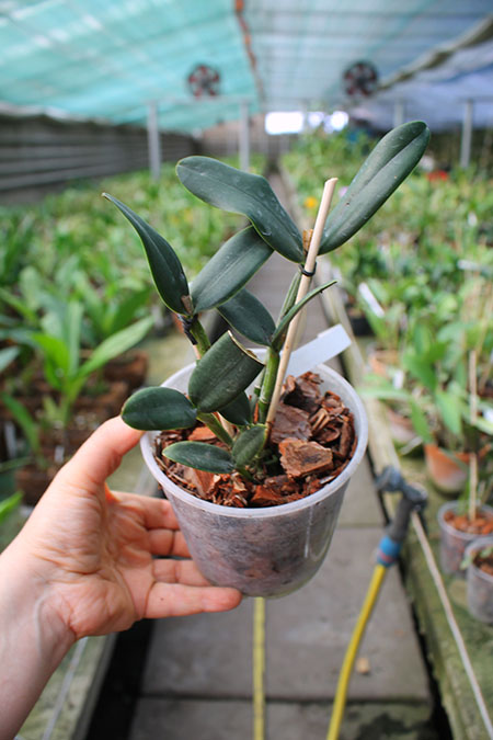 Cattleya loddigesii caerulescens 'Botucatu' x SELF.jpg