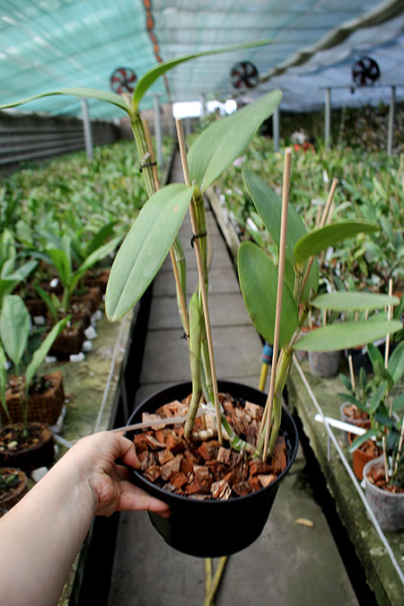 Cattleya harrisoniana var trilabelo.jpg