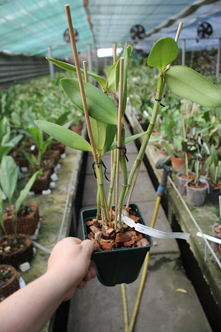 Cattleya harrisoniana 'Z-533' x Cattleya harrisoniana 'Rainha do Brejo'.jpg