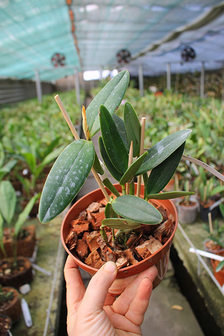 Cattleya intermedia aquini vinicolor 'Formosa' x intermedia aquini vinicolor 'Condor'.jpg