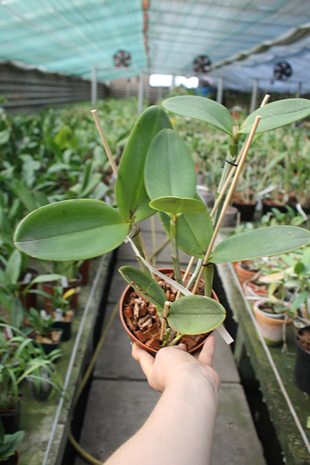 Cattleya amethystoglossa 'Lorena' x amethystoglossa 'Jubarte'.jpg