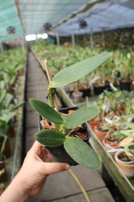Cattleya amethystoglossa 'Albarus' x amethystoglossa 'Andromeda'.jpg