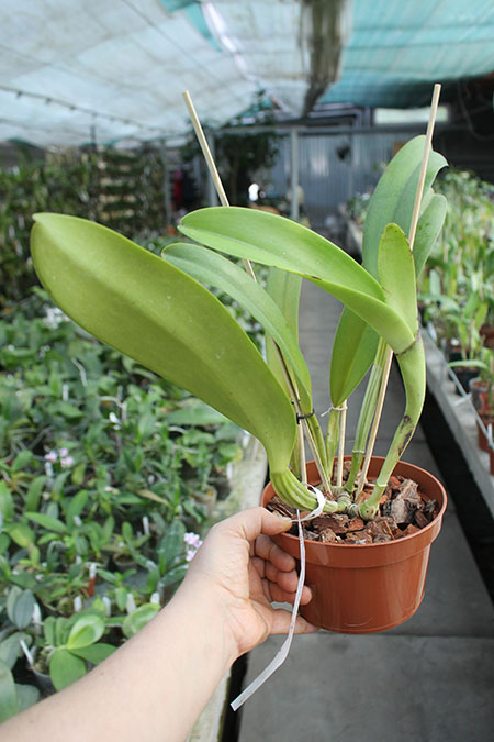 Cattleya warscewiczii tipo 'Hector' x SELF.jpg