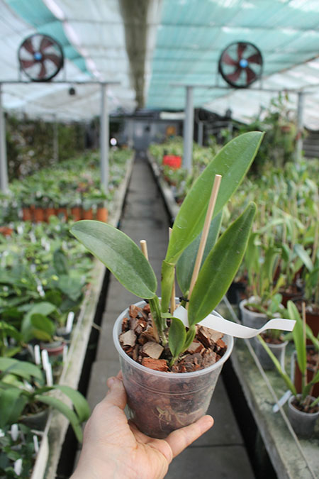 Cattleya mendelli alba 'Clayton' SELF.jpg