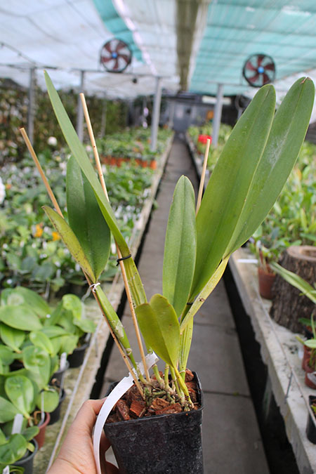 Laelia tenebrosa vinicolor x Laelia tenebrosa 'Richard'.jpg