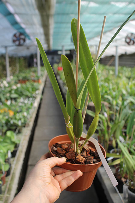 Laelia grandis tipo 'Edmundo Num 04' x SELF.jpg