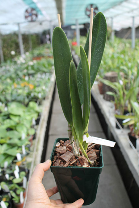 Laelia crispa carnea 'Mignon' x self.jpg