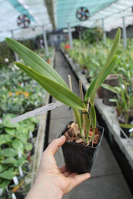 Laelia grandis labelo vinho 'Red Wine' x SELF.jpg