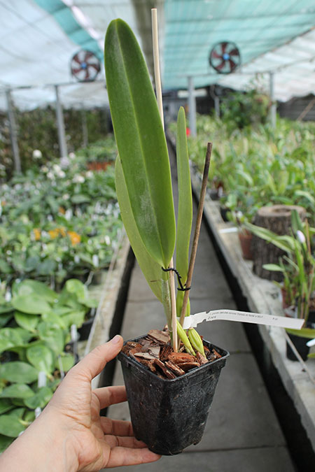 Laelia grandis coerulea venosa 'Estrela do Norte'.jpg
