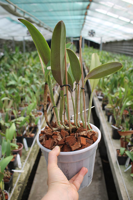 Cattleya lueddemanniana rubra 'Dark Giant' x self.jpg