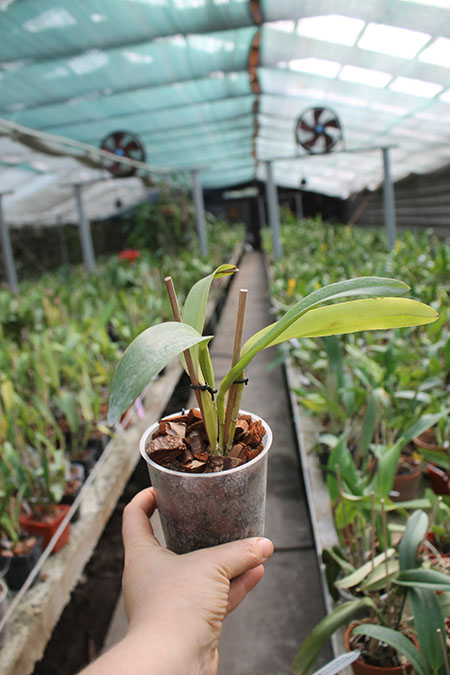 Laelia lobata coerulea 'AM-EC' x SELF.jpg
