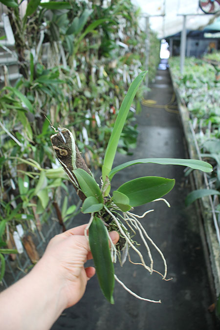Cattleya dowiana aurea x self.jpg