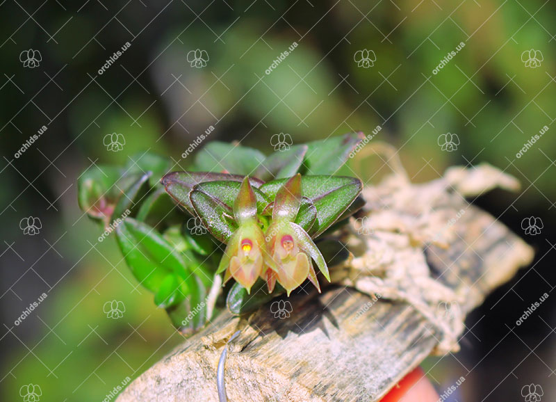 Epidendrum schlechterianum.jpg