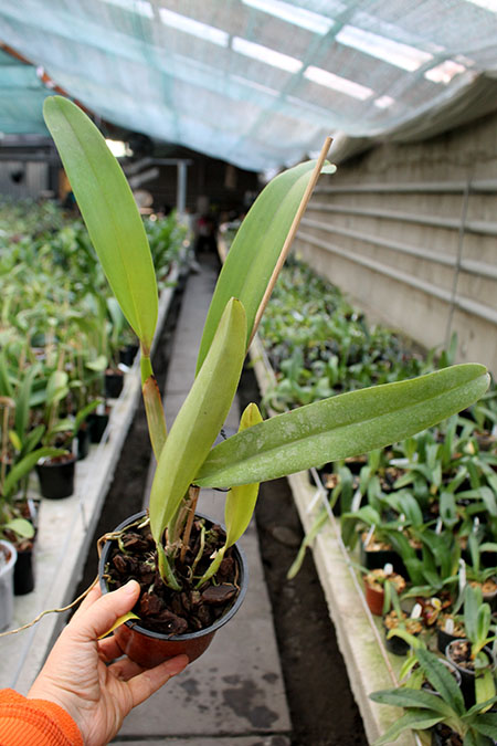 Laeliocattleya Luminosa.jpg