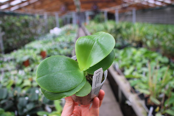 Phalaenopsis Pylo's Novelty (Mituo King Bellina #1 X Brother Ambo Passion 'OK').jpg