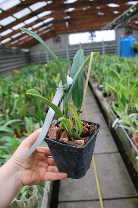 Cattleya maxima concolor white lip 'America' x SELF.jpg