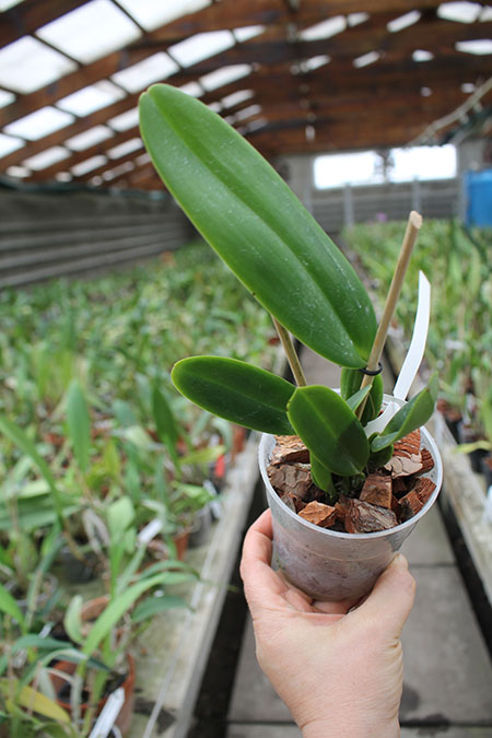 Cattleya gaskelliana concolor 'Yamile' SELF.jpg
