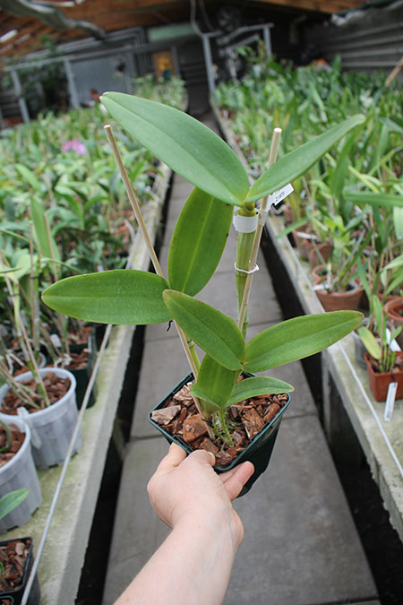 Cattleya guttata verde sem pintas 'AWZ' x SELF.jpg