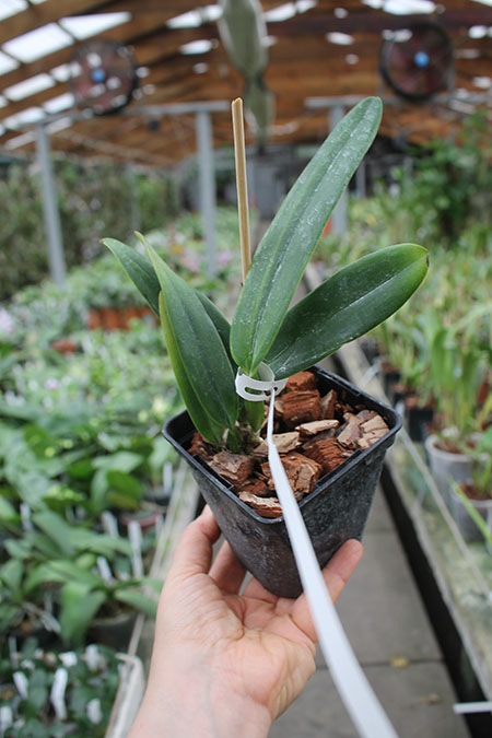 Cattleya mossiae coerulea 'Pedra Azul' x mossiae coerulea 'BH-134'.jpg