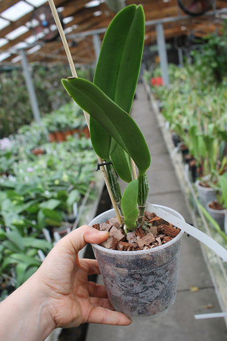 Cattleya mossiae semi alba 'Sao Luiz' x Cattleya mossiae semi alba 'Bela Vista'.jpg