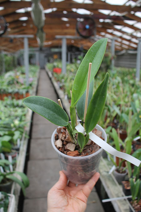 Cattleya mendelli alba 'Clayton' SELF.jpg