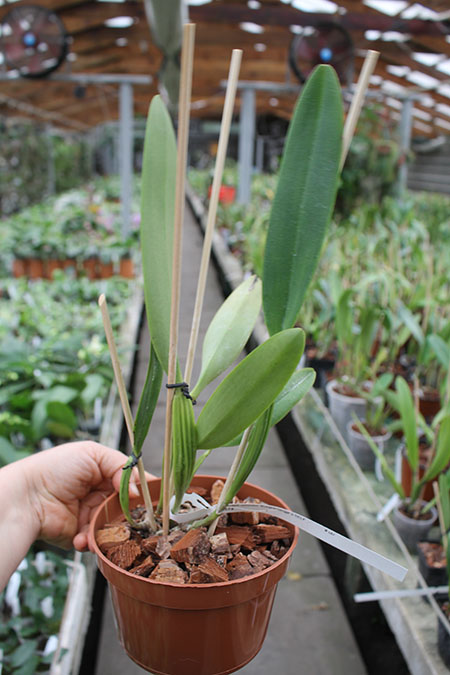 Cattleya mendelli concolor 'Bucaramanga' x SELF.jpg