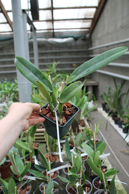 Cattleya trianae 'Taky Huailla' (42-8) x SELF.jpg
