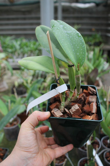 Cattleya warneri concolor 'Castro' x SELF.jpg