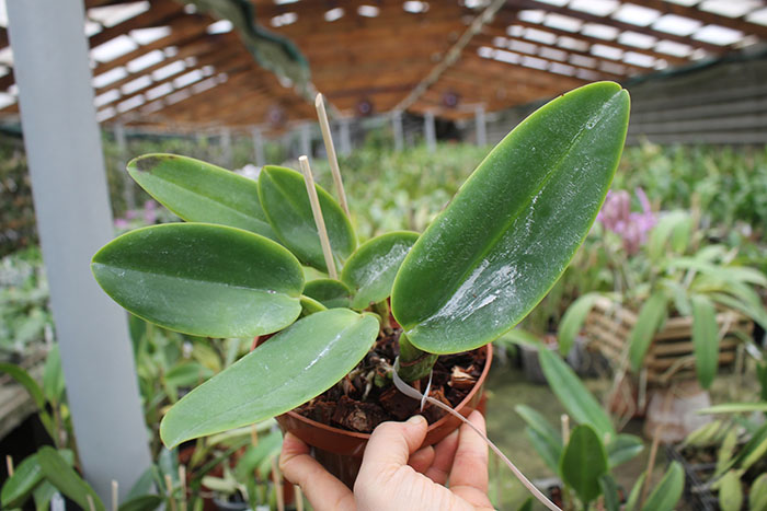 Cattleya warneri integra orlata-pincelada 'Superba' x SELF.jpg