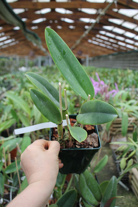 Cattleya warneri suavissima 'Ricardo Bells' x SELF.jpg