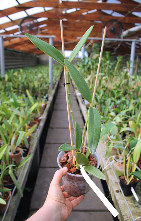 Cattleya schofieldiana escura 'Gloriosa' (ES) x SELF.jpg