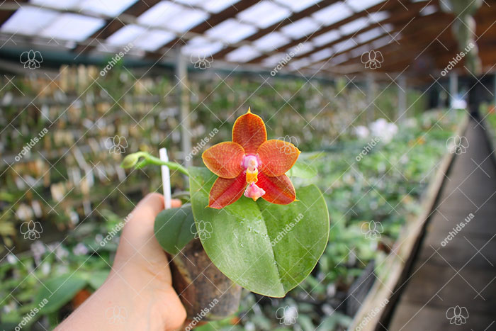 Phalaenopsis Ld's Bear King 'YK11'.jpg