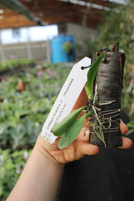 Cattleya dowiana var chrysotoxa 'Scarlet O'Hara' x self.jpg