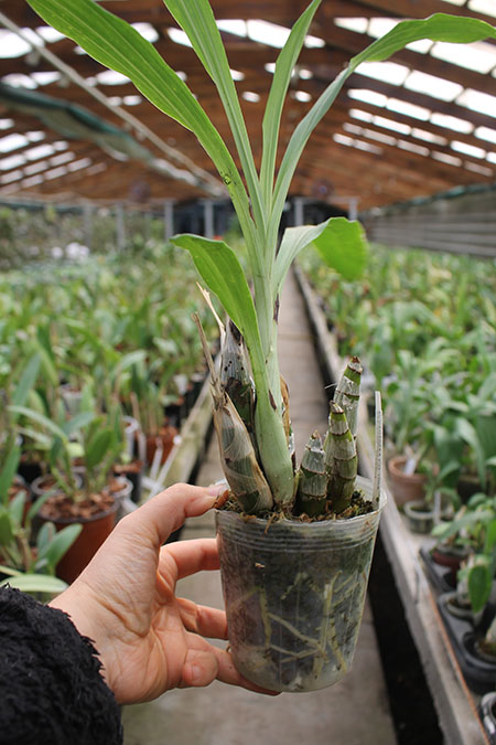 Catasetum macroglossum.jpg