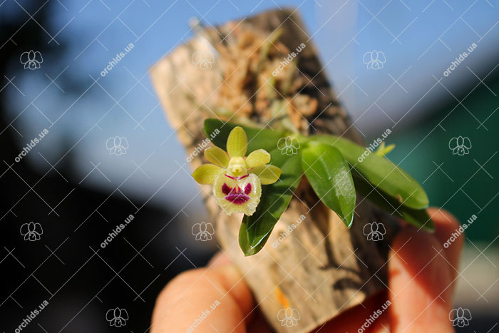 Haraella retrocalla.jpg