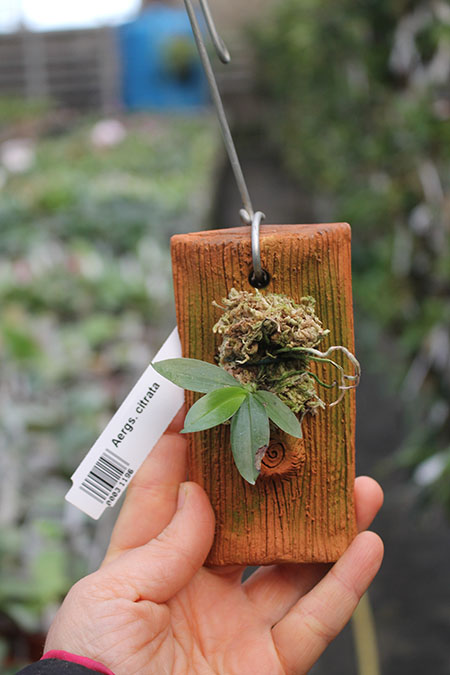 Aerangis citrata.jpg