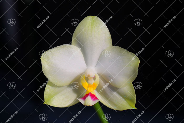 Phalaenopsis Mituo Diamond Canary 'Green Circle'.jpg