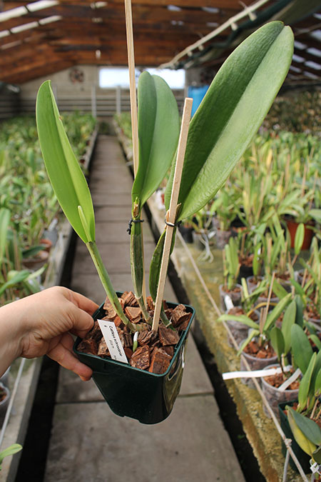 Cattleya schroederae.jpg