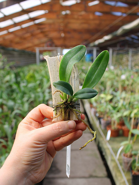 Laelia jongheana.jpg