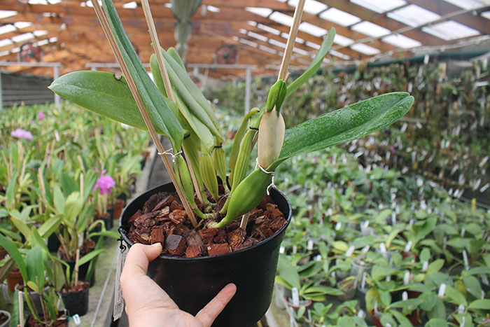 Cattleya labiata alba 'Jassira' (Z-86) x Cattleya labiata alba 'Pernambuco' (BH-200).jpg