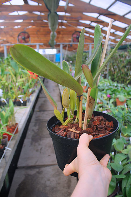 Cattleya labiata tipao 'Rodrigues' x Cattleya labiata tipo 'Cara Grande'.jpg